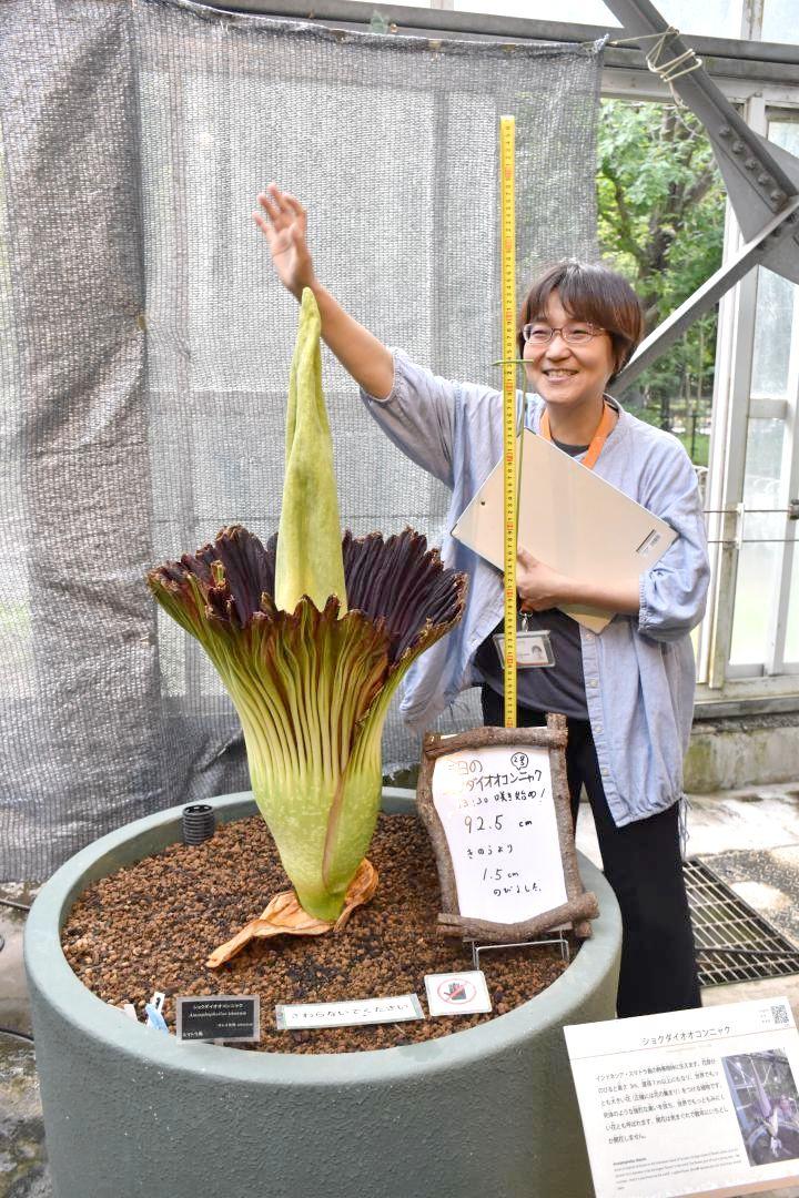 開花したショクダイオオコンニャク=つくば市天久保
