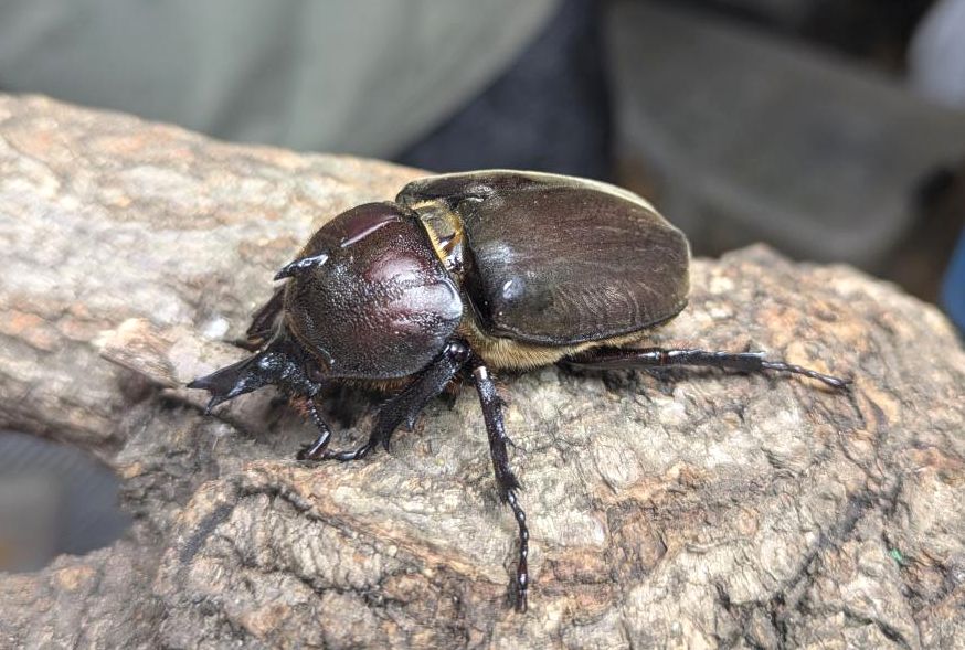カブトムシ　55㎜　雌雄モザイク カブトムシ 55㎜ 雌雄モザイク - 昆虫用品