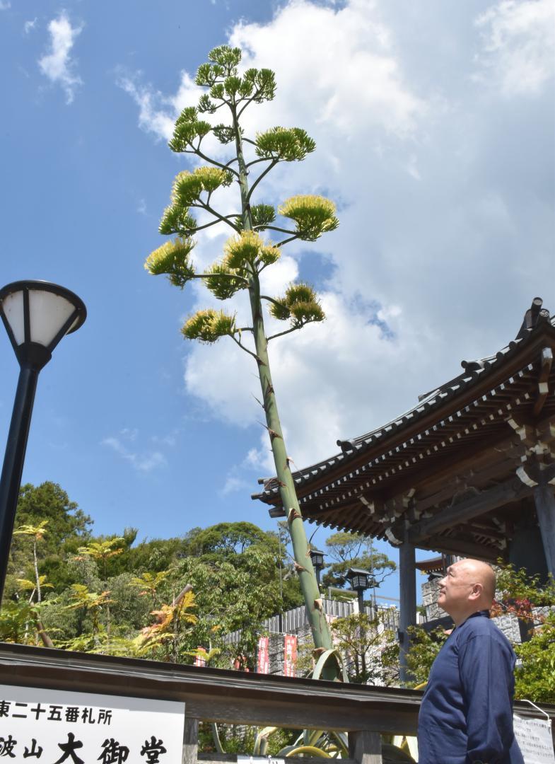 開花したリュウゼツラン=つくば市筑波
