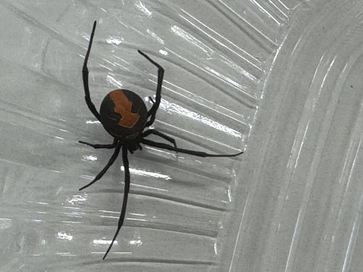 取手市内で初確認されたセアカゴケグモの雌(市提供)