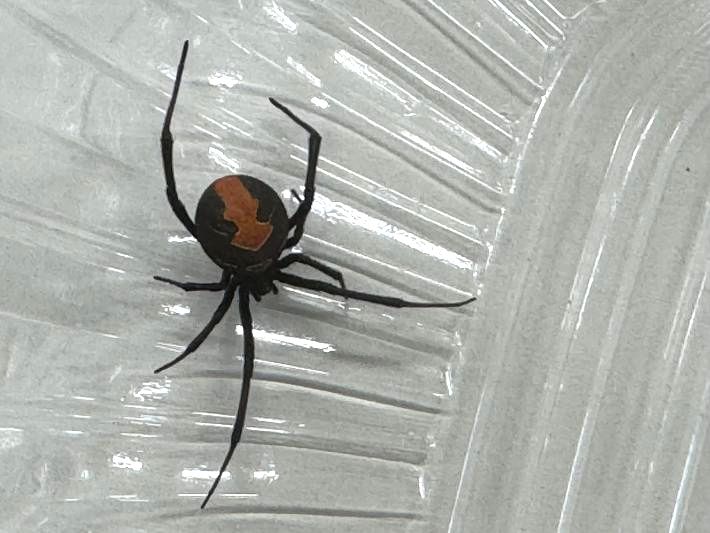 取手市内で初確認されたセアカゴケグモの雌(市提供)