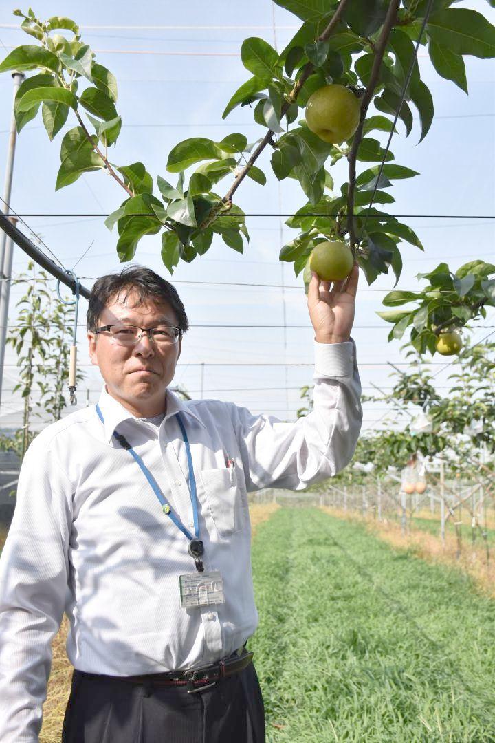 育種畑で育つ新品種「蒼月」。特長などを説明した高田教臣グループ長=つくば市藤本
