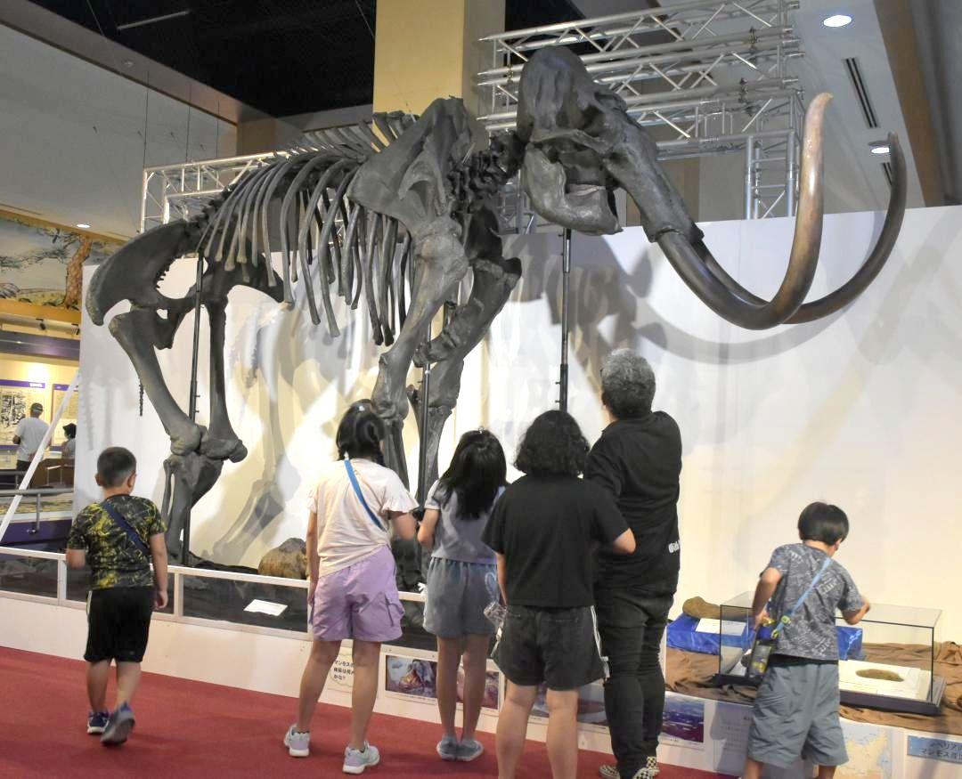 ケナガマンモスの全身骨格=神栖市大野原