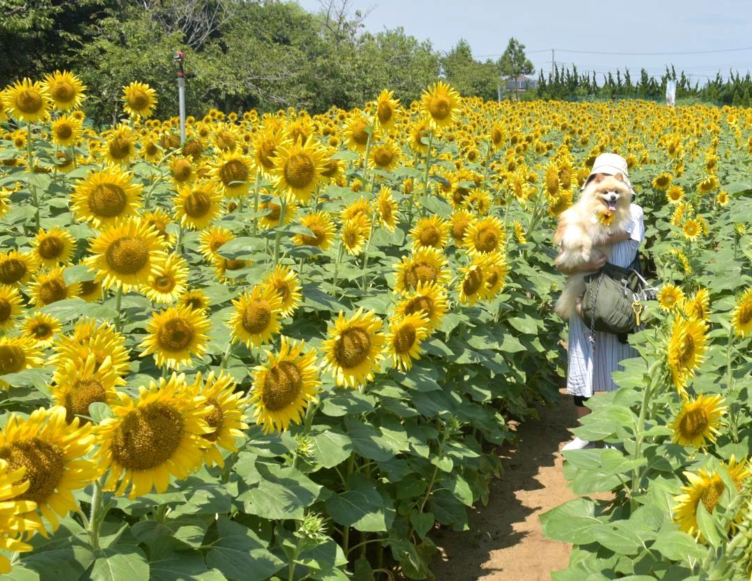 満開を迎えたヒマワリ畑=神栖市須田