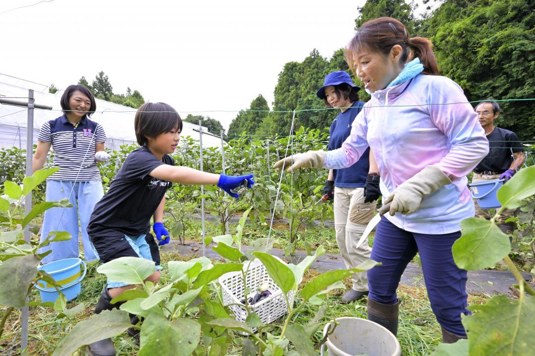 野菜の栽培や収穫を通じて交流するボランティア参加者=つくば市東平塚
