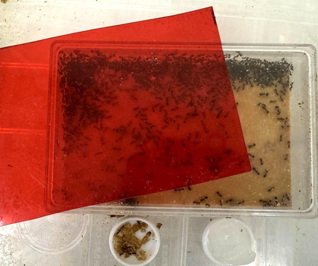 飼育されているヒアリの人工巣。逸出防止措置を施した3重の容器内で管理されている(国立環境研究所提供)
