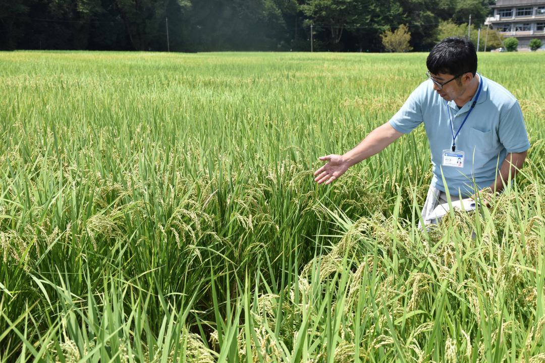 育成・研究が進められる水田でひたち42号、44号の特徴などを説明する鈴木雄一室長=水戸市上国井町