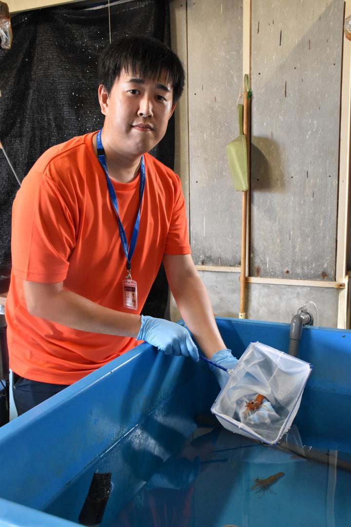 ボタンエビの養殖を担当する技師の水谷宏太さん=ひたちなか市内