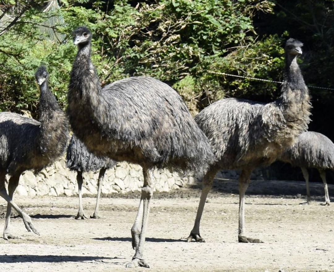エミュー(資料写真)