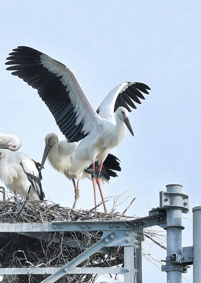 「つばさ」の愛称が付けられたコウノトリの雄(右)=水戸市内(溝口一郎さん提供)