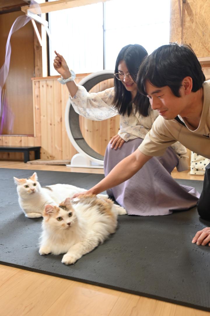 マッチングシェルターで猫と触れ合う来場者=利根町布川