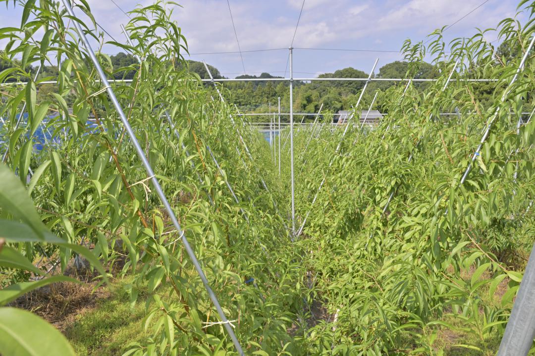 早期に樹形を作り、収量増を図る技術「V字仕立て」で栽培