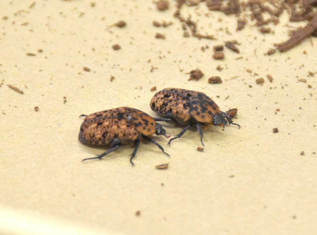 宮沢さんが発見したアカマダラハナムグリ
