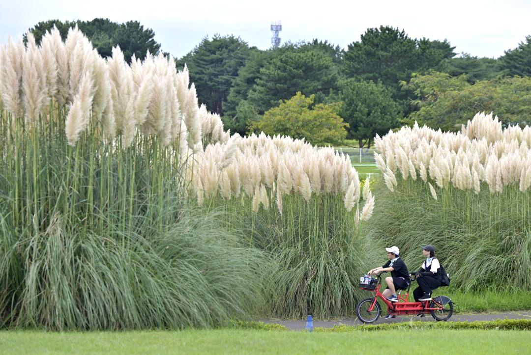 秋風に揺れるパンパスグラス=ひたちなか市馬渡
