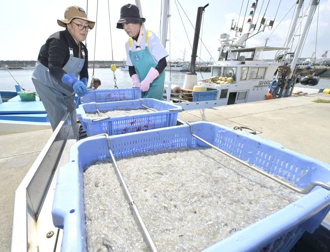 漁船から大洗漁港に水揚げされるシラス=大洗町磯浜町
