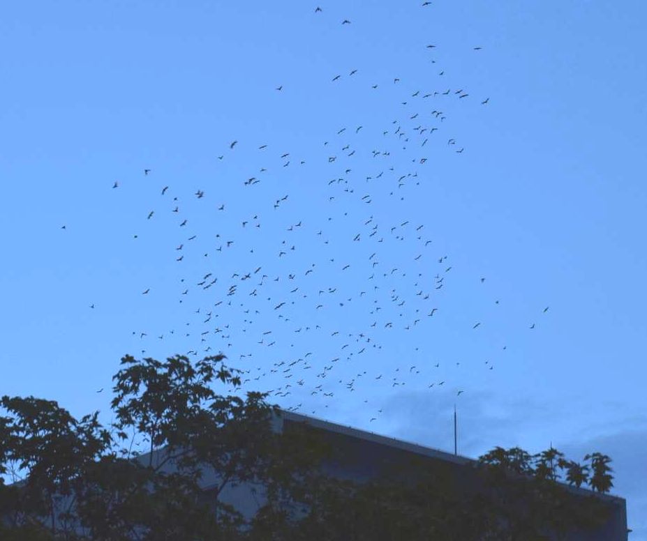 夕暮れ時の街を飛び交うムクドリの群れ=水戸市内
