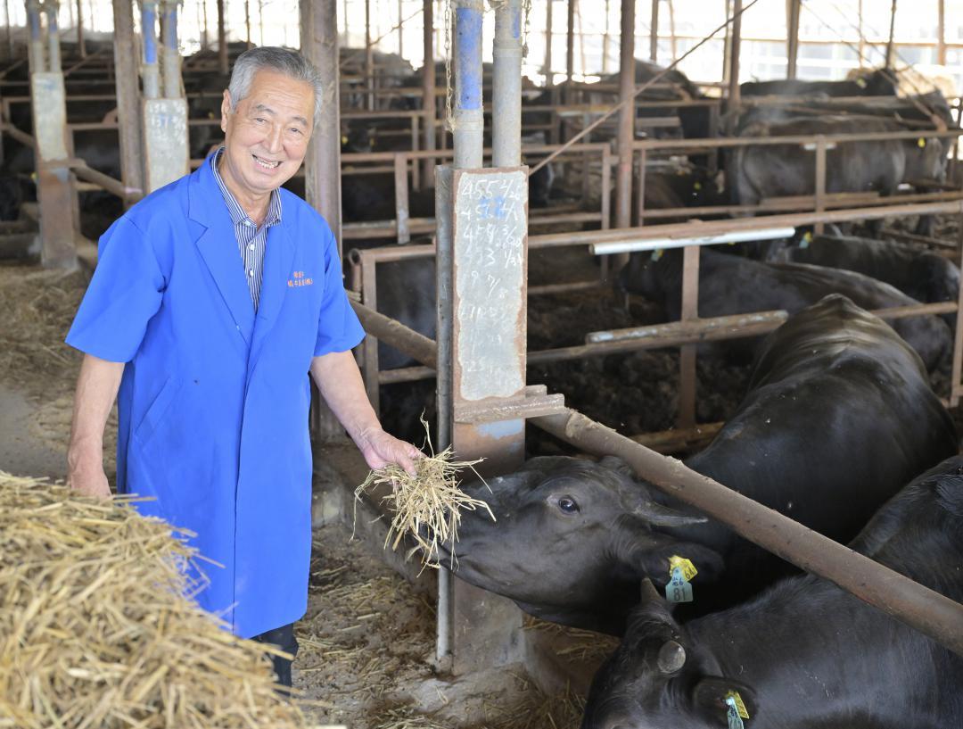 手塩にかけて常陸牛を育てる橋本畜産。橋本武二社長は「品質の良い常陸牛を消費者に届けたい」と意気込みを話す=茨城町宮ケ崎
