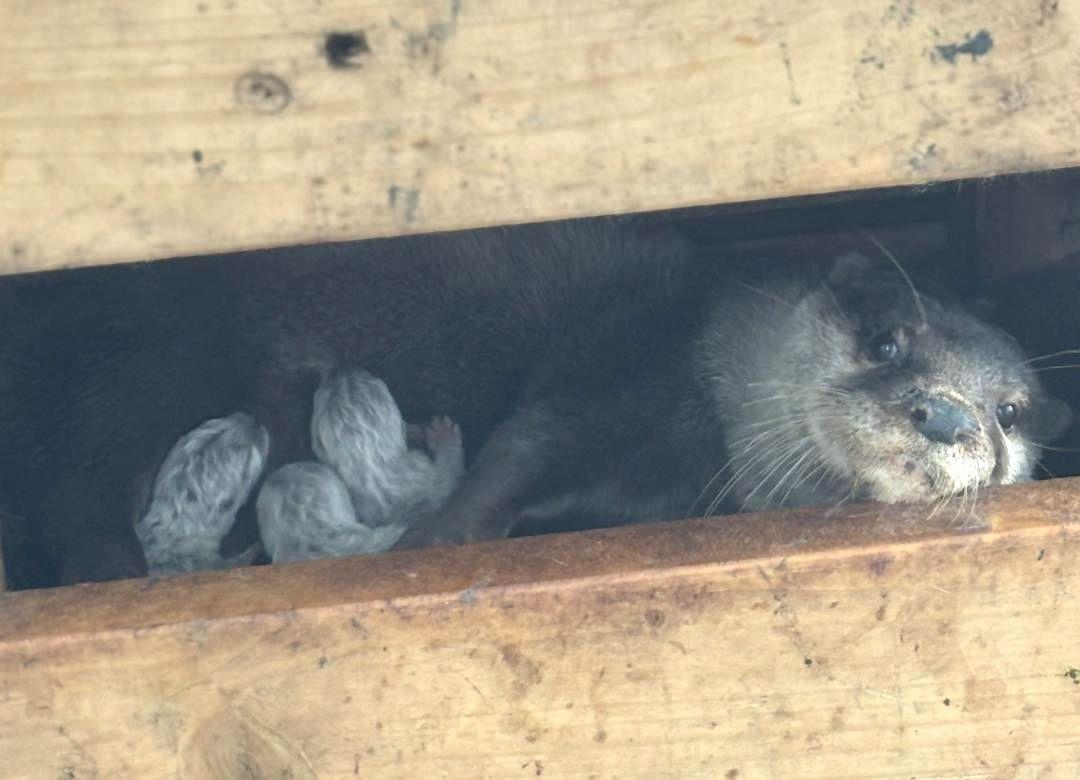 母親から授乳されるコツメカワウソの赤ちゃん3匹(左)=日立市宮田町(市かみね動物園提供)
