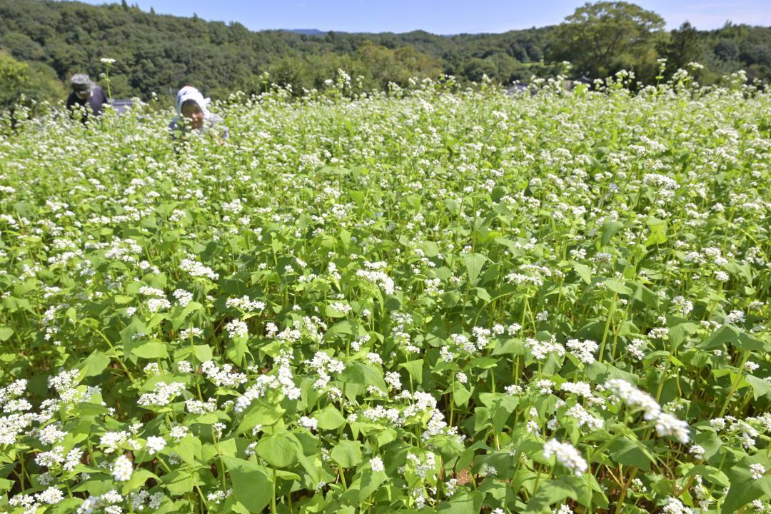 秋風に揺れるソバの花=常陸太田市千寿町
