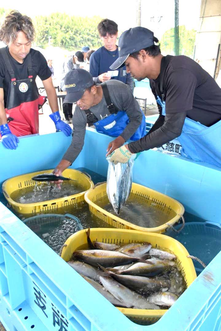 会瀬漁港の定置網で取れた魚を選ぶ漁業関係者。漁協などが後継者を募っている=日立市会瀬町
