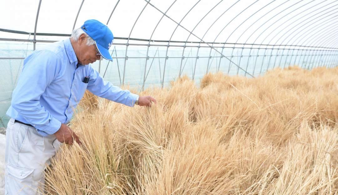 早ければ年末年始に加工する稲わらの乾き具合を調べる斉藤政雄さん=水戸市大場町