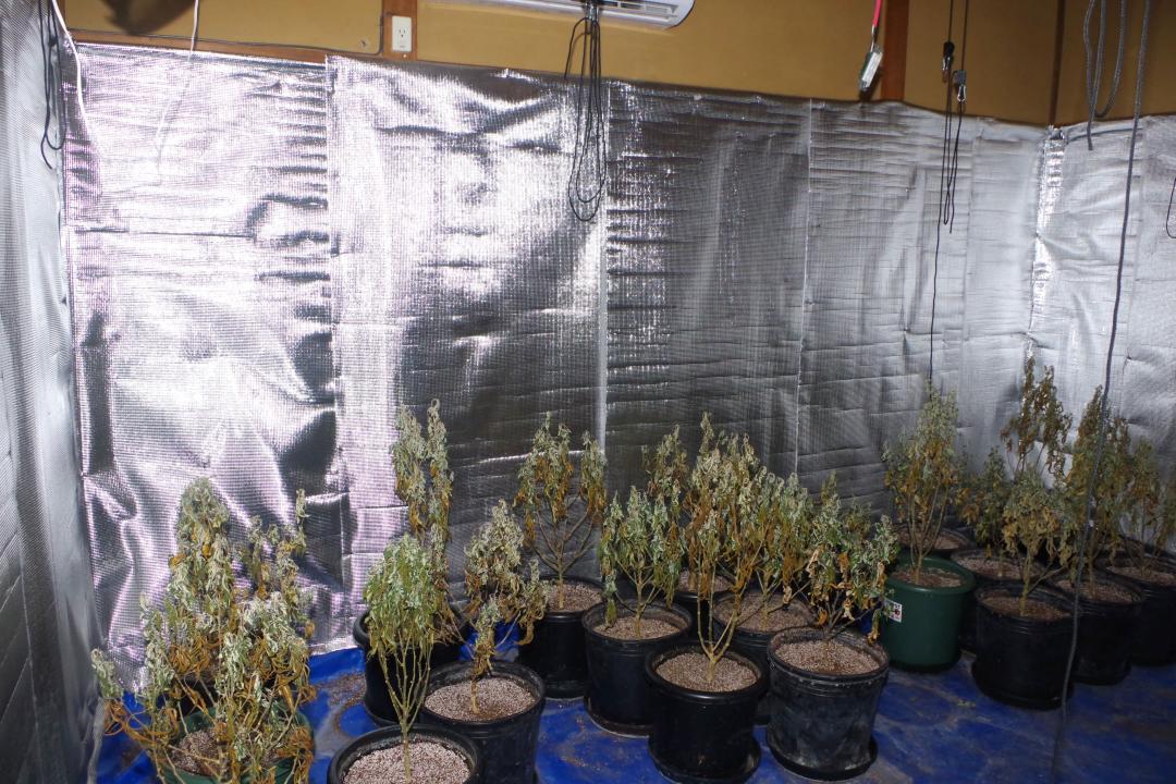 つくば市の住宅内で栽培されていた大麻(県警提供)