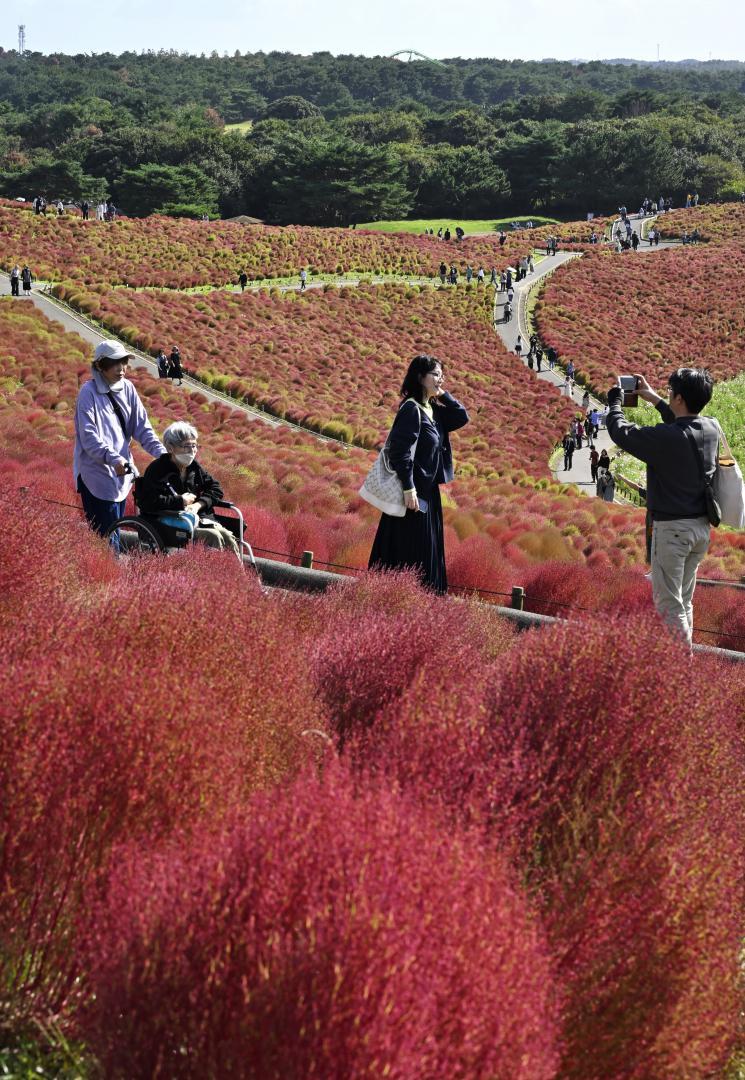 丘を染める紅葉したコキア=ひたちなか市馬渡