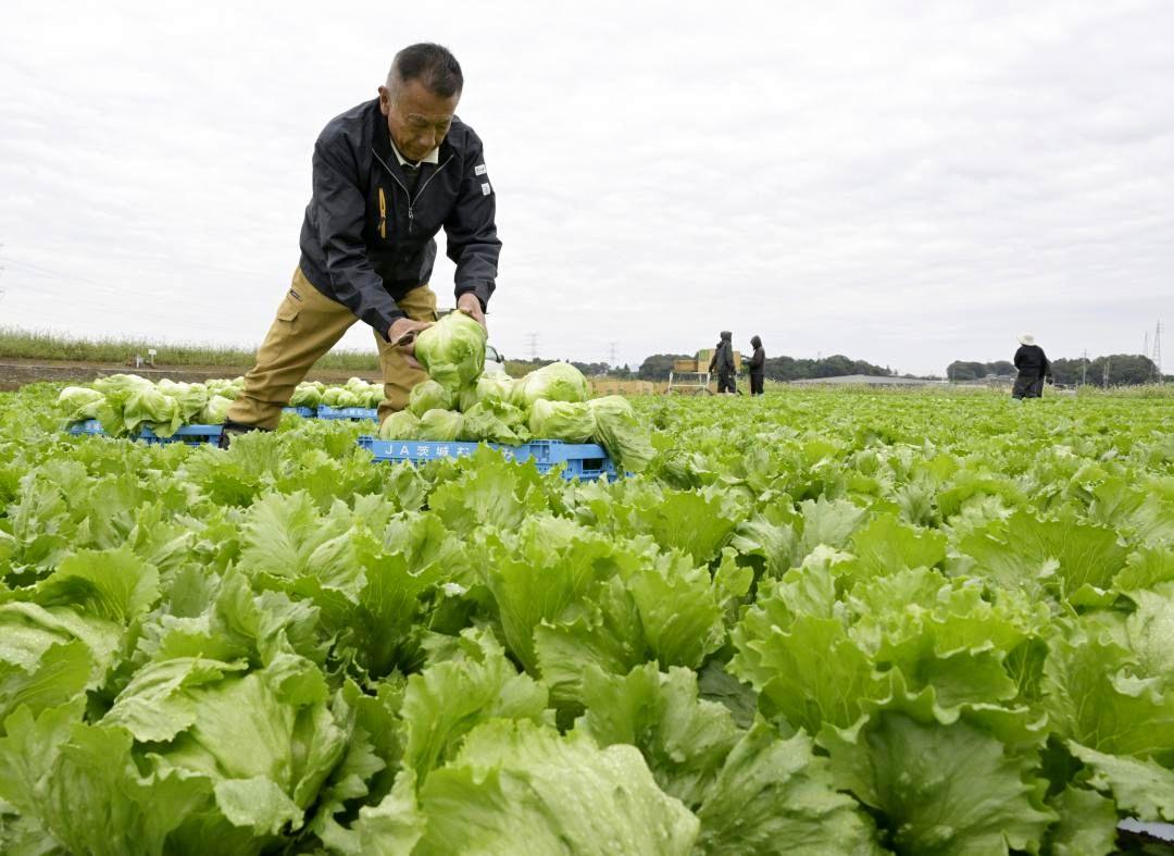 みずみずしい秋冬レタスを収穫する金久保祐一さん＝境町塚崎