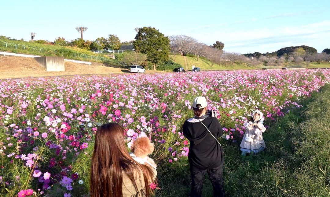 本年度で終了となる希望ケ丘公園周辺のコスモス畑=小美玉市中台