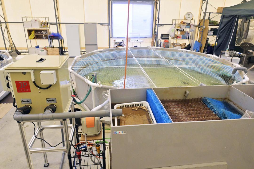 施設内で水をろ過して再利用する「閉鎖循環方式」で養殖する