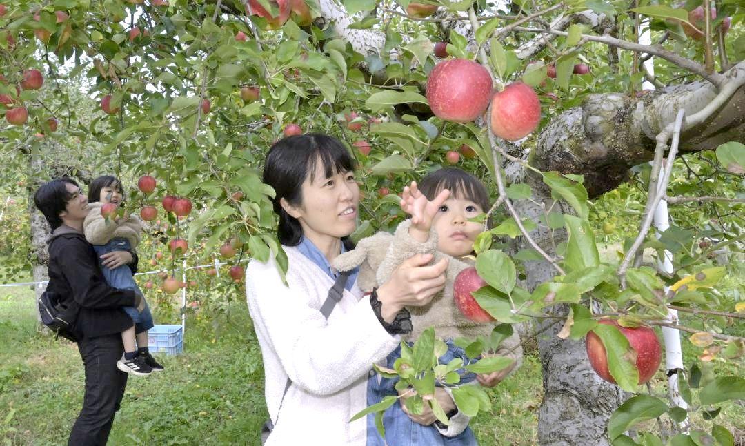 リンゴ狩りを楽しむ家族連れ=大子町川山