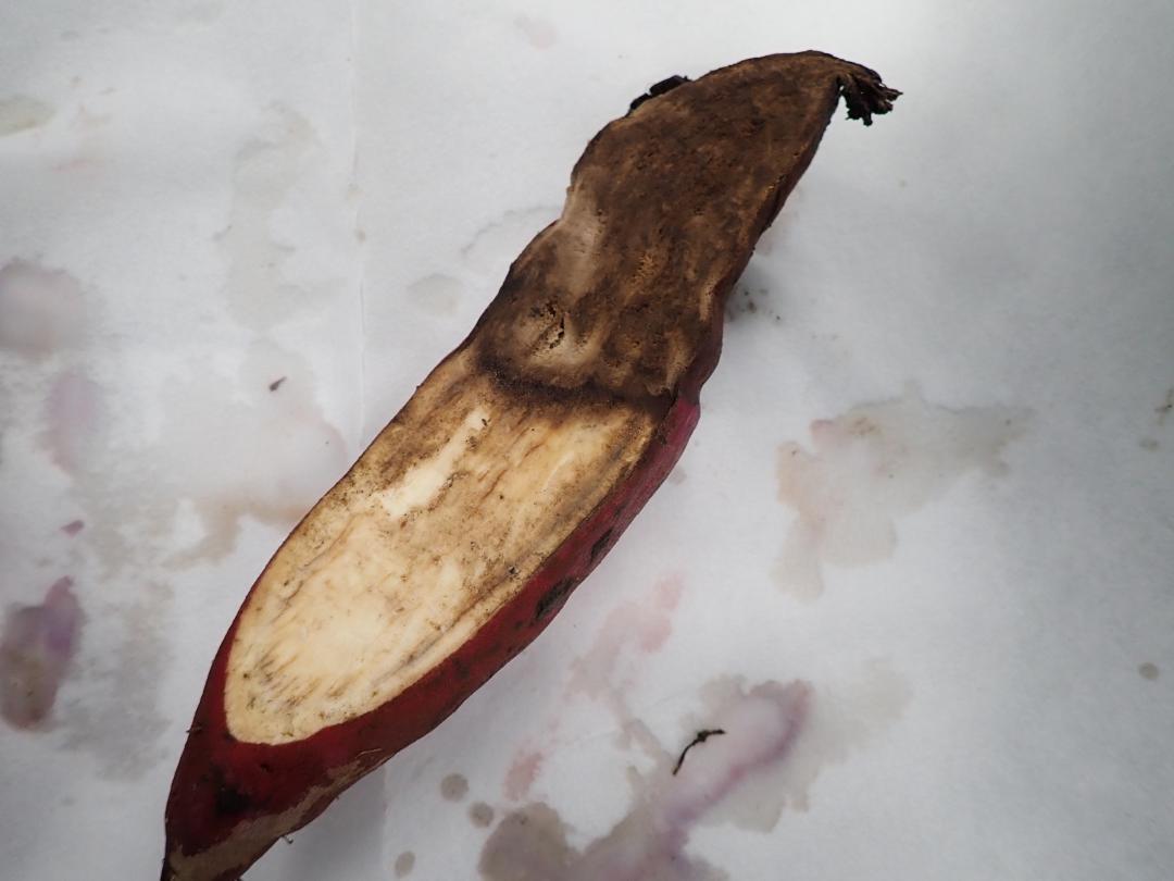 サツマイモ基腐病を発病したサツマイモ断面=5日撮影、県提供