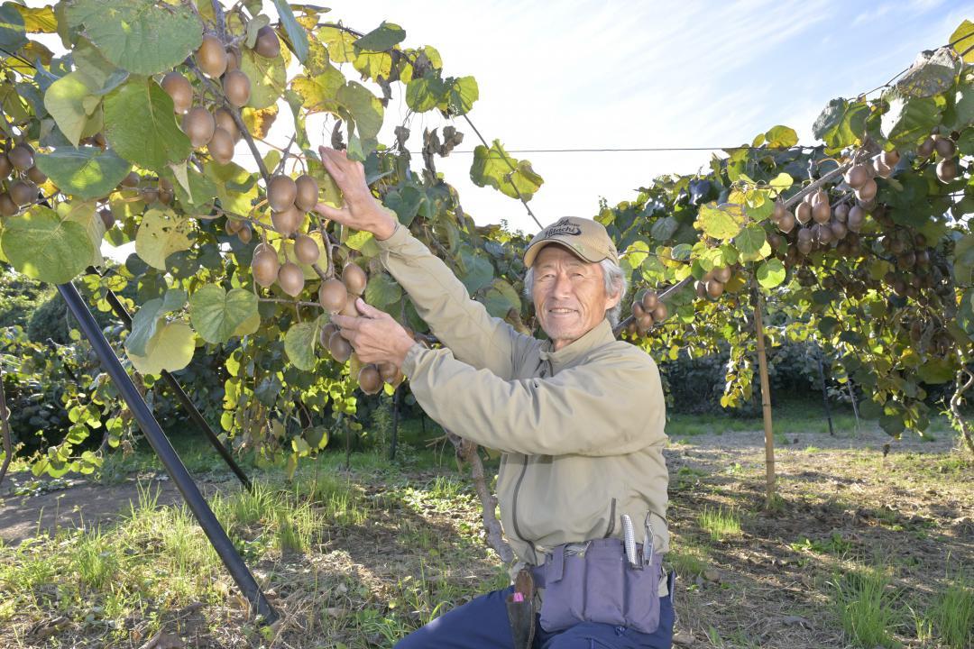 今年の出来具合を見る、あすか農園の赤須順さん=常陸太田市天神林町