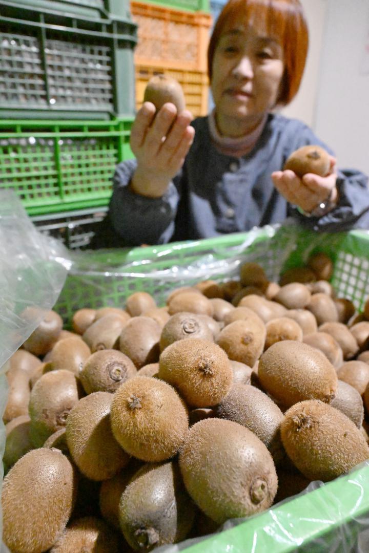 収穫後、選別を待つキウイ