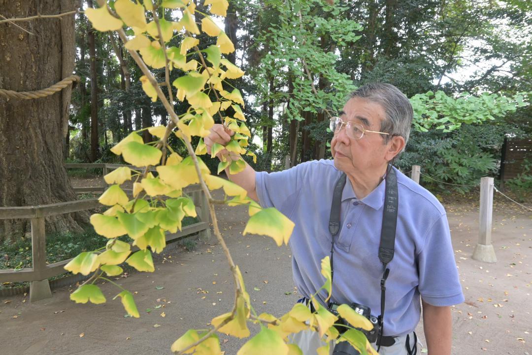 イチョウを観察する中村澄夫さん。葉の黄色い枝を見て、「どこかで養分の流れが悪くなっている。剪定する必要があるかも」と話した=水戸市八幡町
