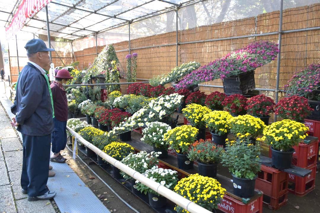 大小さまざまな菊が並ぶ下妻市菊まつり=下妻市大宝