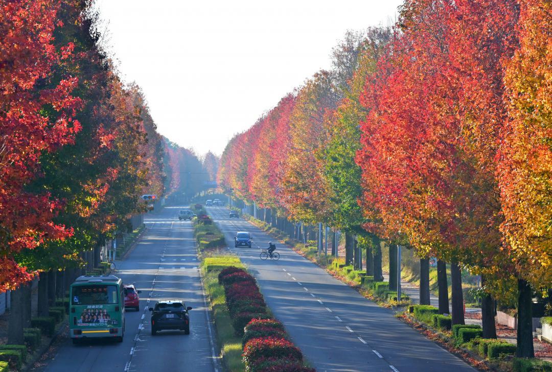 赤や黄に色づいたモミジバフウ並木=17日朝、つくば市松代