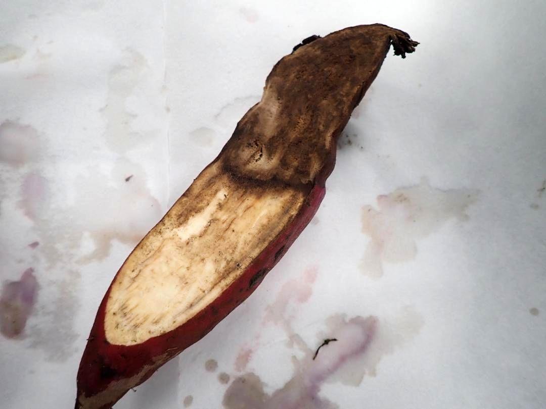 サツマイモ基腐病を発病したサツマイモ断面(県提供)