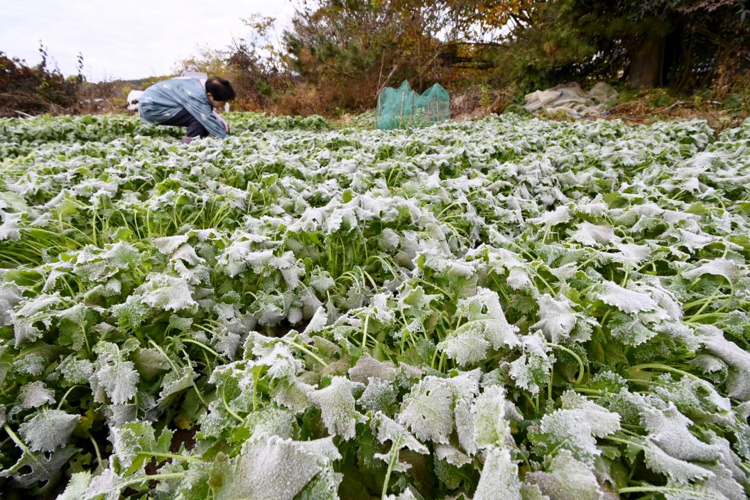 霜が降り、うっすらと白くなる畑=20日午前7時41分、常陸大宮市野上