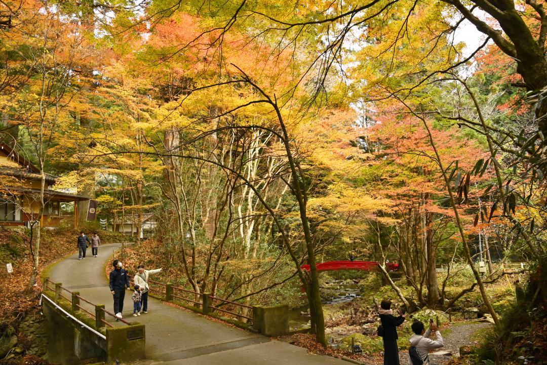 渓流に架かる橋を彩る花園神社の紅葉=20日午前、北茨城市華川町花園