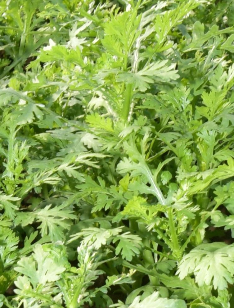 シュンギク(資料写真)