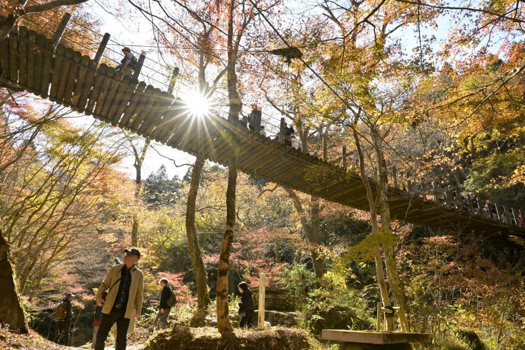 赤や黄に色づいた花貫渓谷の「汐見滝吊り橋」周辺=高萩市大能