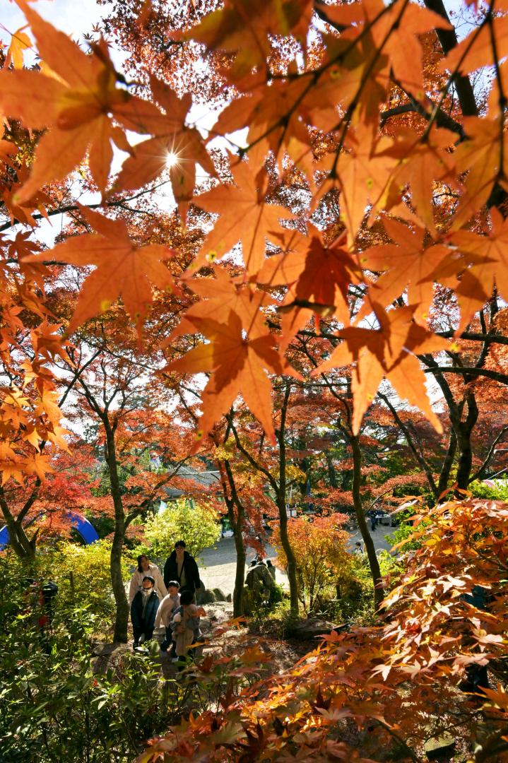 筑波山中腹を赤く染めるモミジ=24日午後、つくば市筑波の筑波山ケーブルカー宮脇駅付近