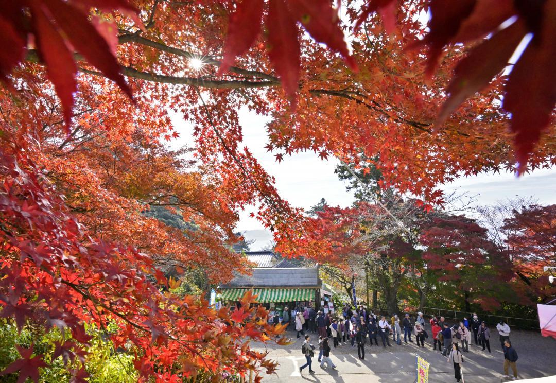 筑波山中腹を赤く染めるモミジ=24日午前、つくば市筑波の筑波山ケーブルカー宮脇駅付近