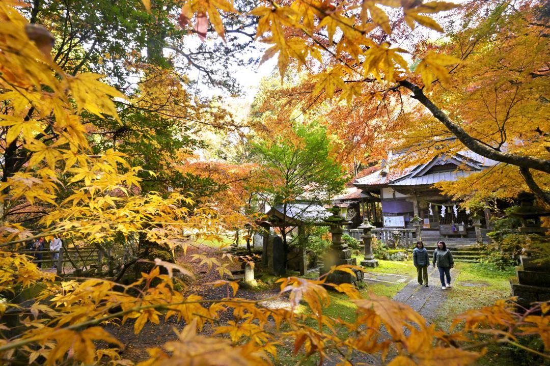 五所駒瀧神社の境内を彩る紅葉=26日午前、桜川市真壁町山尾