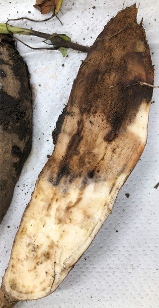 基腐病により腐敗したサツマイモ(農研機構提供)