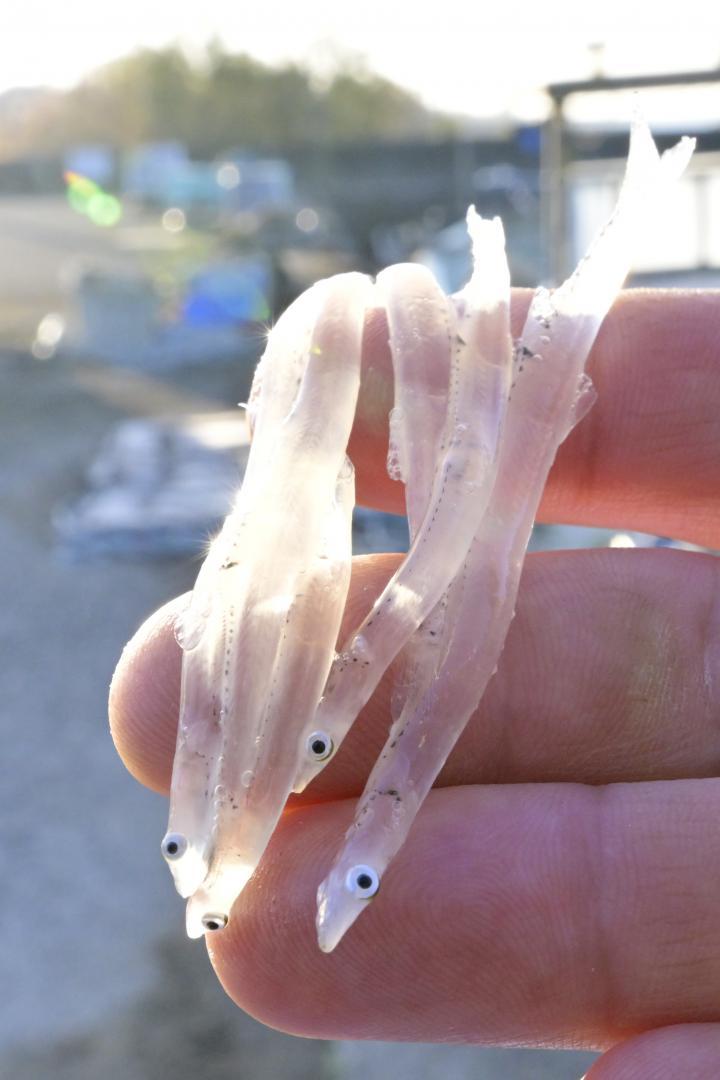 透明で鮮度抜群のシラウオ