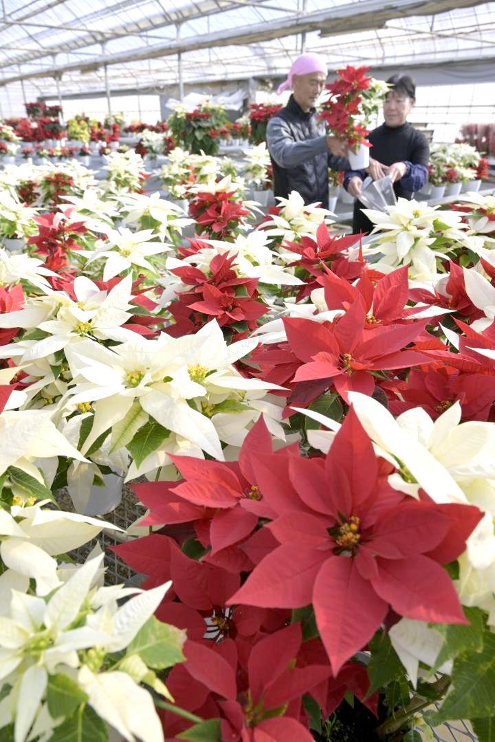 クリスマスシーズンに入り出荷が進むポインセチア=鉾田市大和田