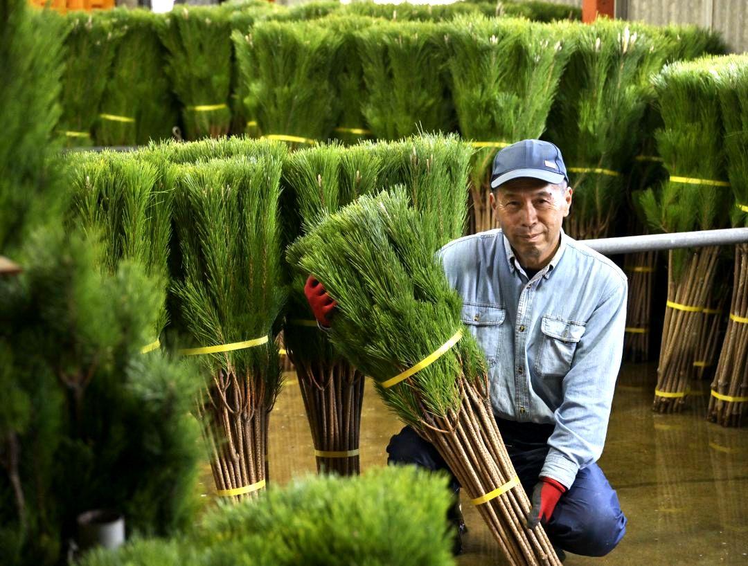 ワカマツを生産する長谷川泰明さん。約3～4年かけて育て、年に12万～13万本出荷する=神栖市矢田部