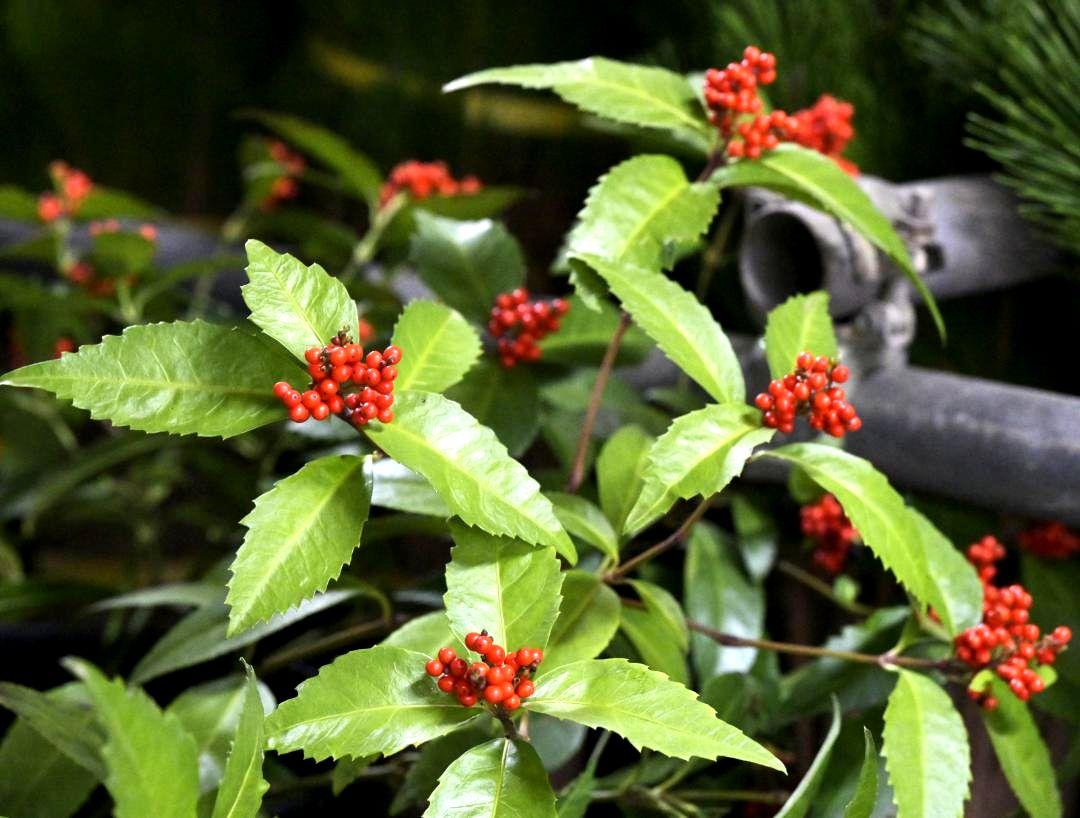 正月飾りを彩るセンリョウ